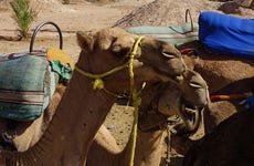 Marrakech Palm Grove Camel Ride